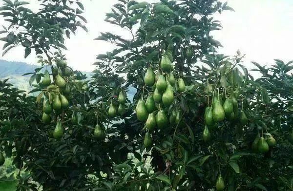 Profepa clausura tres predios ilegales en Tetela del Volcán