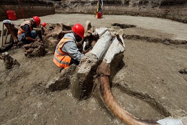Reportan 200 esqueletos de mamuts en Santa Lucía #VIDEO