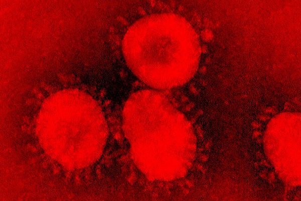 Hallan mutación que podría indicar capacidad de Covid-19 de pasar a humanos