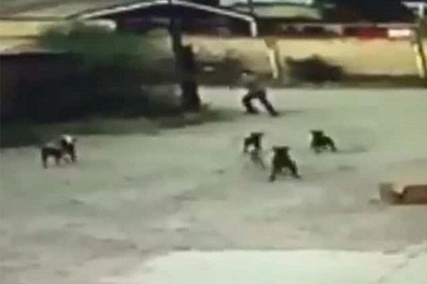 Sacrificarán jauría de perros que asesinó a hombre en Durango #VIDEO