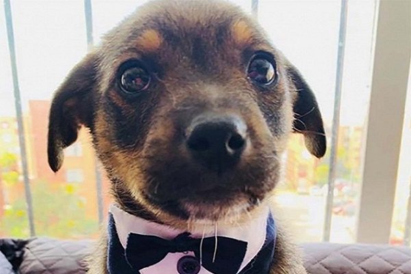 Vicente, el cachorro que plantaron el día de su adopción