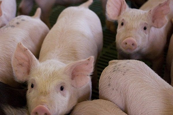 Alemania en alerta. Se registran cinco casos de peste porcina