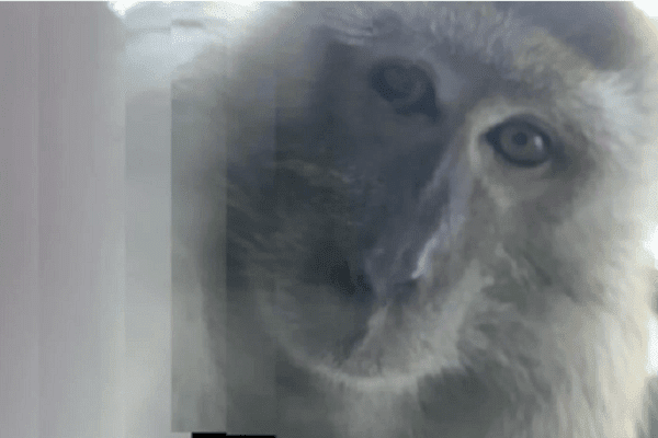 Mono le roba celular a joven y se toma selfies y #VIDEOS