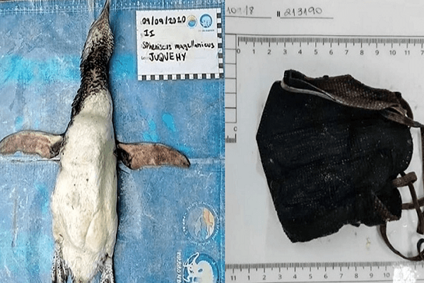 Encuentran pingüino muerto con cubrebocas atorado en su estómago