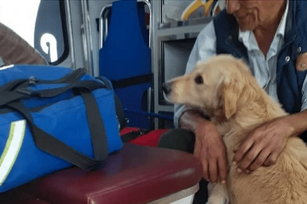 Juntos por siempre. Perrito acompaña a su amo desmayado en ambulancia