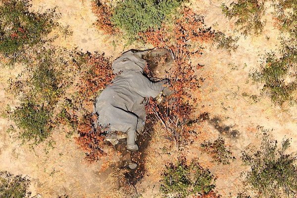 Determinan causa de muerte de cientos de elefantes en Botsuana