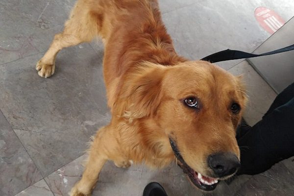 Rescatan perrito perdido en Metro de CDMX #VIDEO