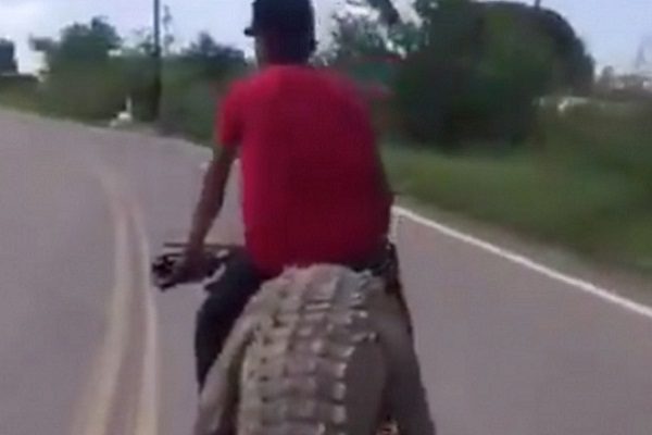 Exponen a jóvenes que raptaron a un cocodrilo en Sinaloa #VIDEO
