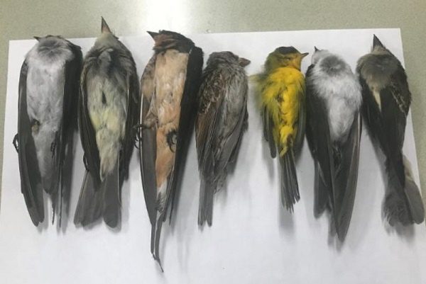 Reportan muerte de cientos de aves migratorias en Estados Unidos