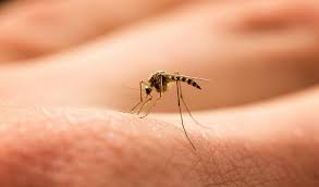 Registra Tehuacán 302 casos de dengue y la primera defunción