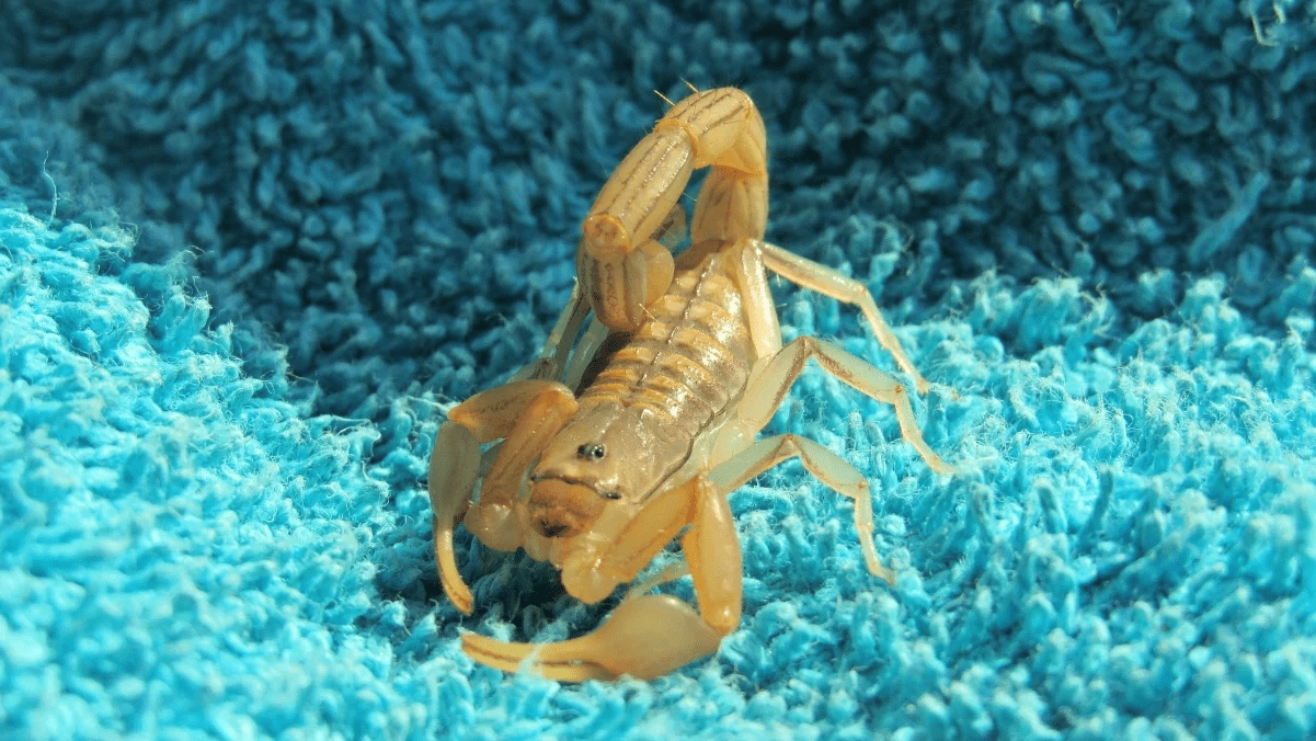 Compra una bolsa por internet desde China y la recibe con un escorpión