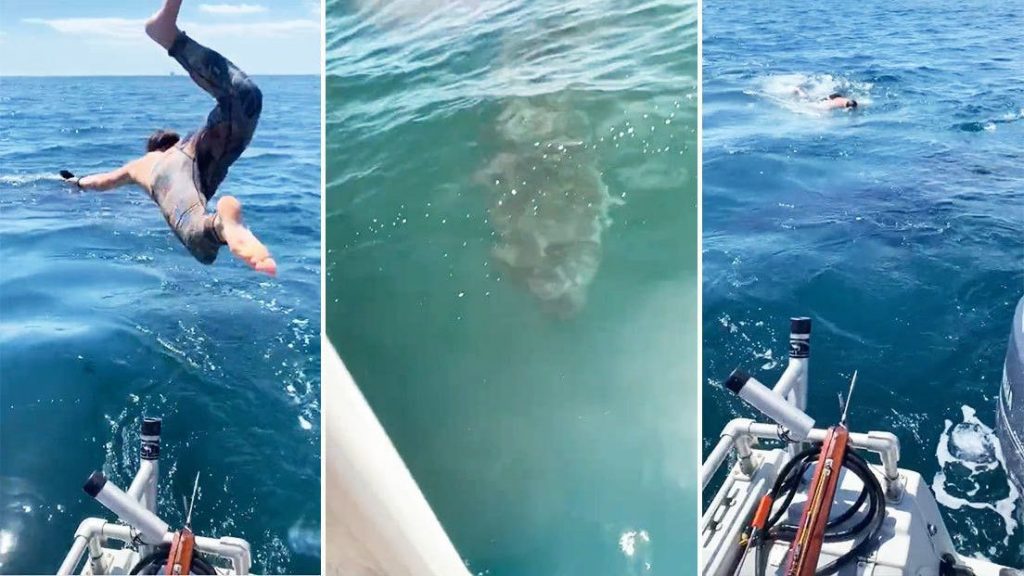 Se lanza al mar con tiburón ''inofensivo'', pero se lleva una sorpresa #VIDEO