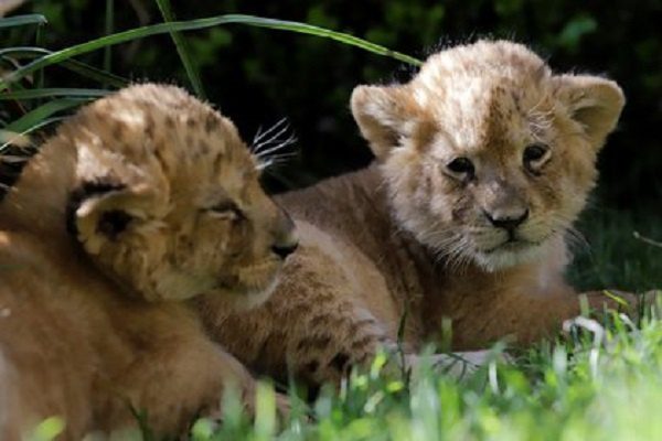 Nacen 50 especies durante la temporada de confinamiento por Covid-19 en Zoológico de Hidalgo