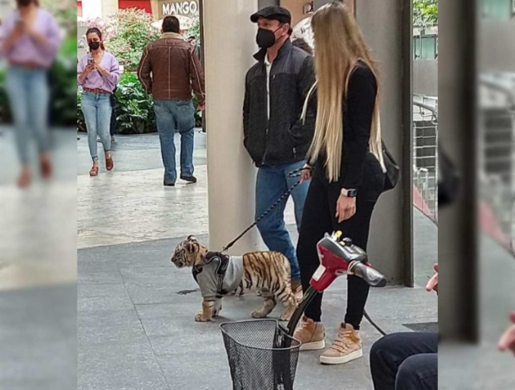 Jurídico de la Miguel Hidalgo emite un apercibimiento a centro comercial donde pasearon un cachorro de tigre