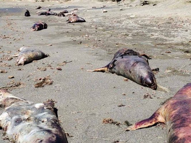 Reportan muerte masiva de al menos 150 lobos marinos en Baja California Sur #VIDEO