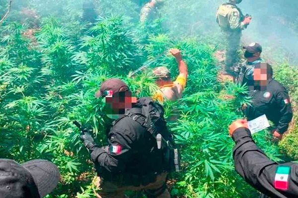 FGR incinera más de 700 plantas de marihuana en Hidalgo
