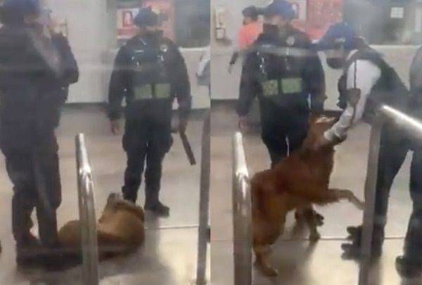 Perrito pide que le soben la pancita tras ser rescatado de las líneas del Metro #VIDEO