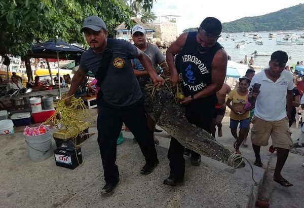 Capturan a cocodrilo gigante que se paseaba por Acapulco #VIDEO