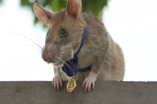 Ella es Magawa, la primera rata condecorada por su trabajo en la detección de minas antipersona