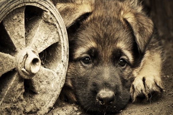 Brasil condenará hasta con 5 años de prisión a agresores de mascotas
