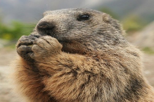 Detectan comunicación de marmotas a través de dialectos