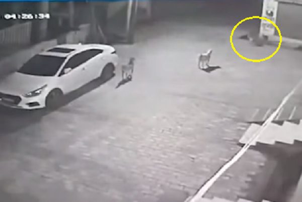 Bebé recién nacida abandonada en una alcantarilla es rescatada por perros callejeros