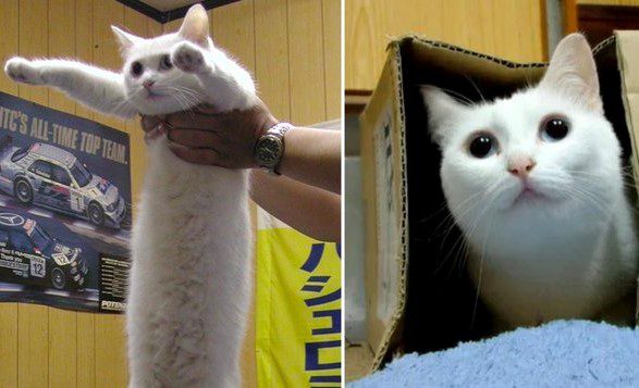 Muere el "gato largo" de Japón, la leyenda de los memes