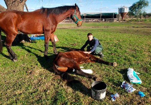 Atacan cruelmente a 30 caballos en Francia, los mutilan y les sacan los ojos