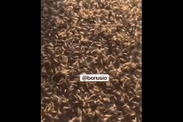 "Es 2020, nada sorprende", plagas de insectos cubren a Siberia #VIDEOS