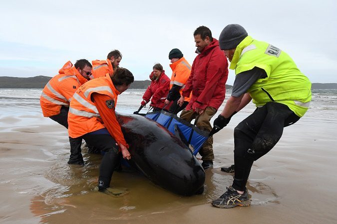 Mueren 380 ballenas en Tasmania, pese a intento de rescate