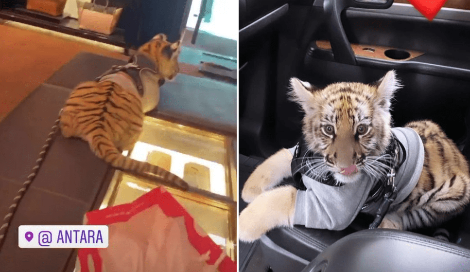 Denuncian a mujer que paseaba a tigre en plaza comercial #VIDEO