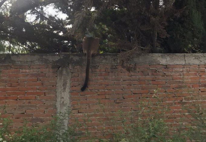 Zozobra en San Juan del Río por puma prófugo en una zona habitacional
