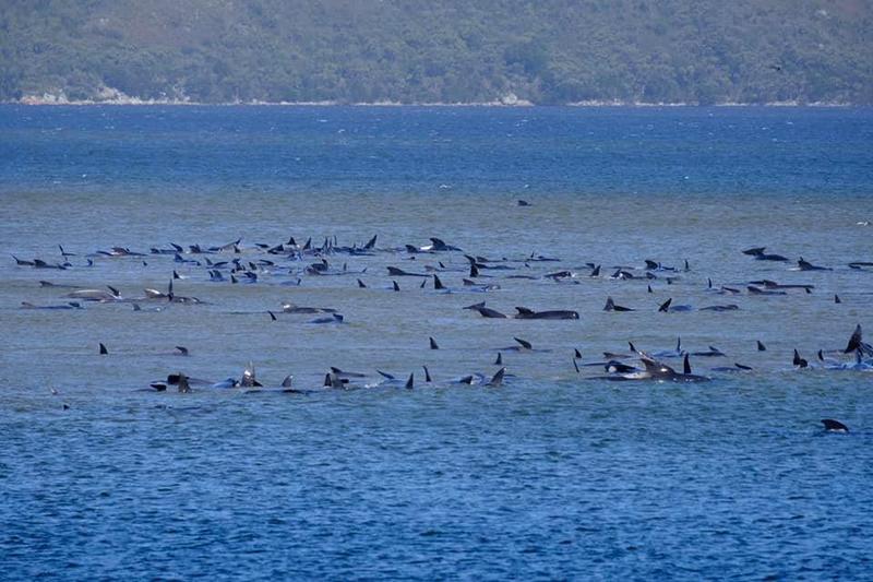 250 ballenas varadas al sur de Australia; intentarán rescate #VIDEO