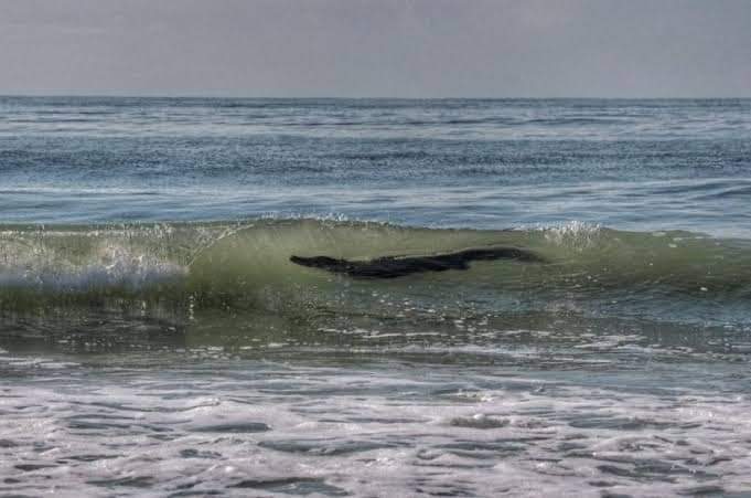 Aparece cocodrilo gigante en las playas de Acapulco