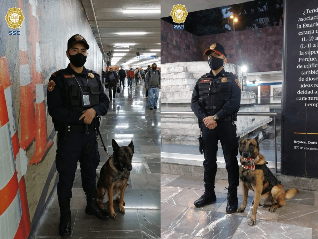El Metro de la CDMX cuenta con la ayuda de binomios caninos para realizar labores de vigilancia #VIDEO