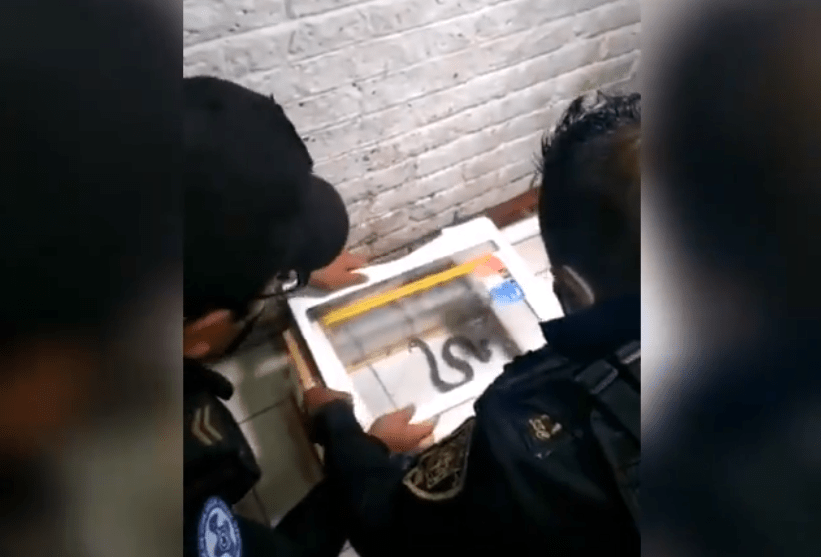Encuentran una víbora de cascabel en hospital de Tláhuac #VIDEO