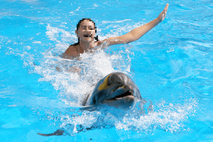 El documental que denuncia el maltrato que viven los delfines en cautiverio #VIDEO