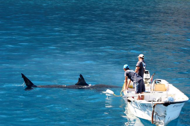 Sector turístico pide reactivación de actividades en Reserva de la Biosfera Isla Guadalupe