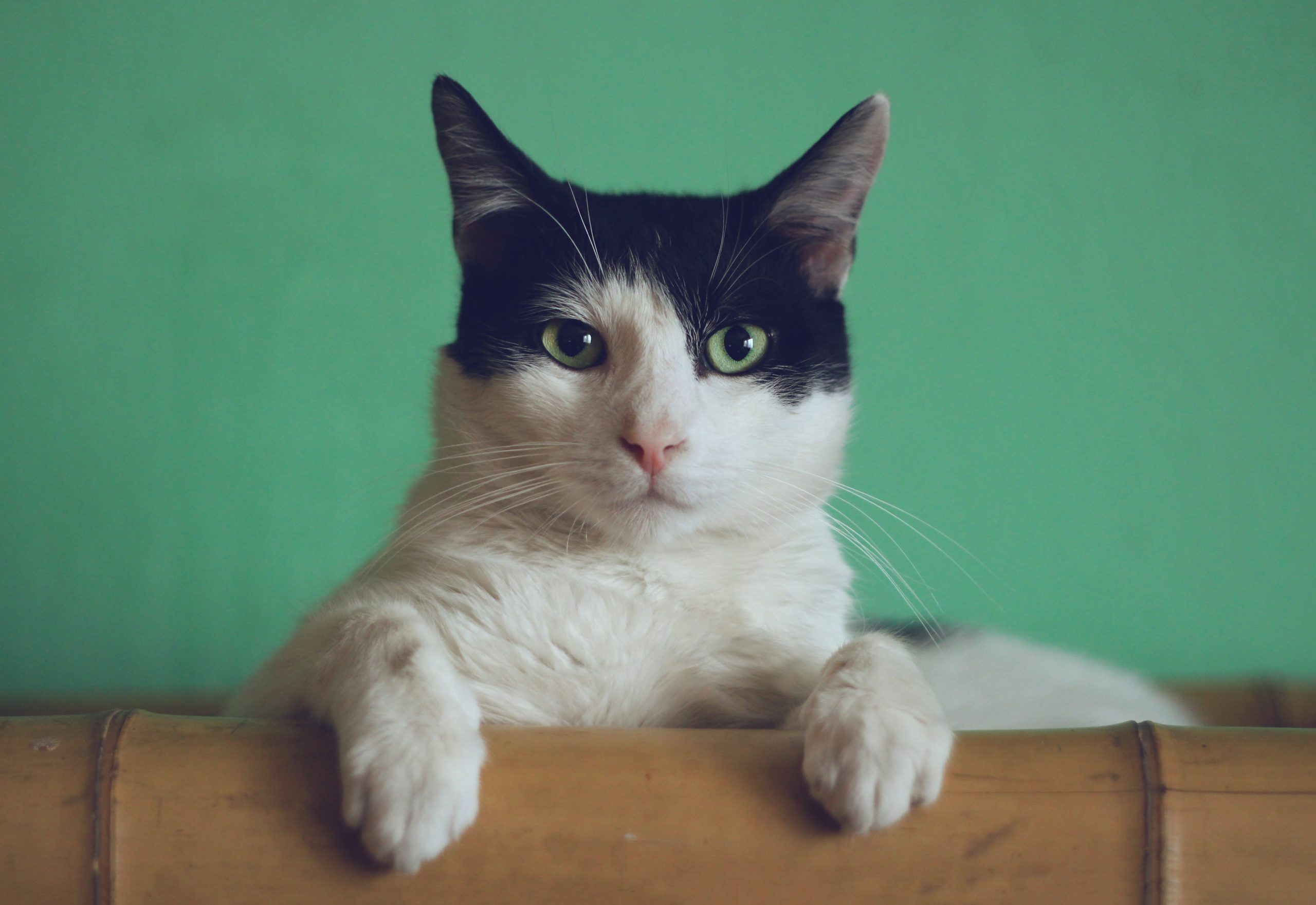 En breve empezaría un ensayo clínico para una vacuna contra Covid-19 en gatos