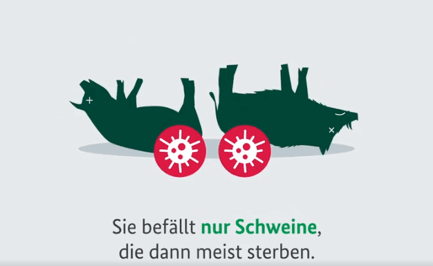 Autoridades de Alemania anuncian un plan para evitar la propagación de peste porcina en el país