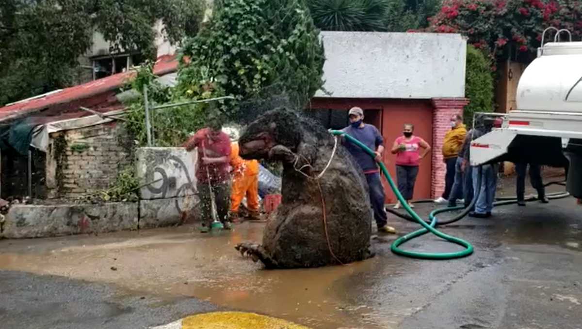 Hallan "rata gigante" en drenaje de CDMX #VIDEO