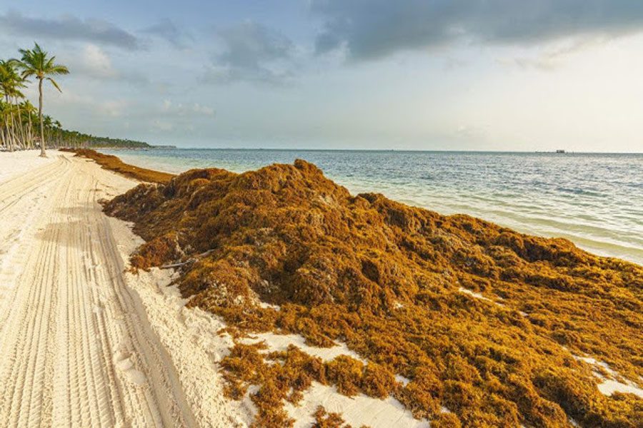 Aseguran que playas de Quintana Roo están libres de sargazo
