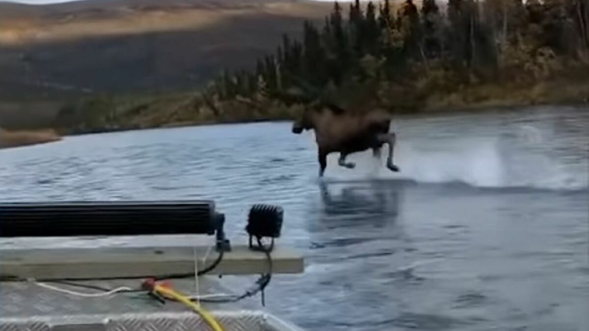 Captan a Alce “galopando” encima del agua de un río en Alaska #VIDEO