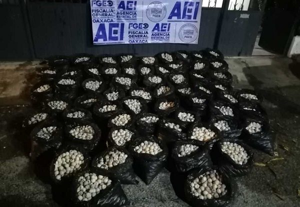 Detienen en Oaxaca a una persona que trasladaba más de 30 mil huevos de tortuga