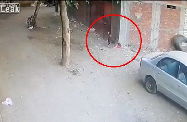 Gato defiende a niño de ataque de perro #VIDEO