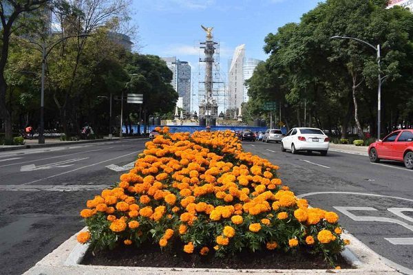 206 mil flores de cempasúchil decoran ocho camellones de la CDMX