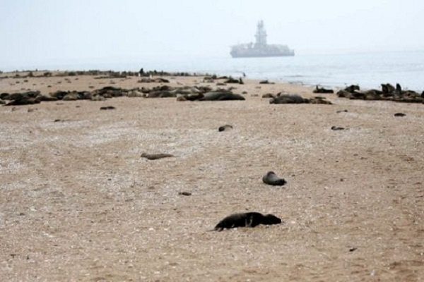 Encuentran más de 7 mil focas muertas en una playa de Namibia