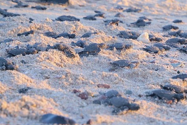 ¡No todo es malo! Por ausencia de turistas, nacen miles de tortugas en Sonora