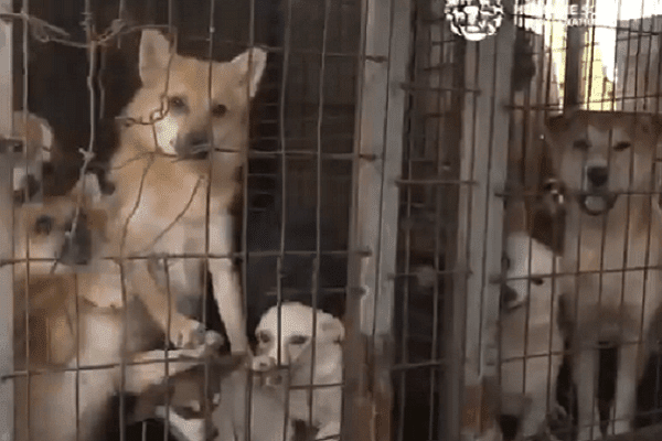 Rescatan a casi 200 perros de granja de carne en Corea del Sur #VIDEO