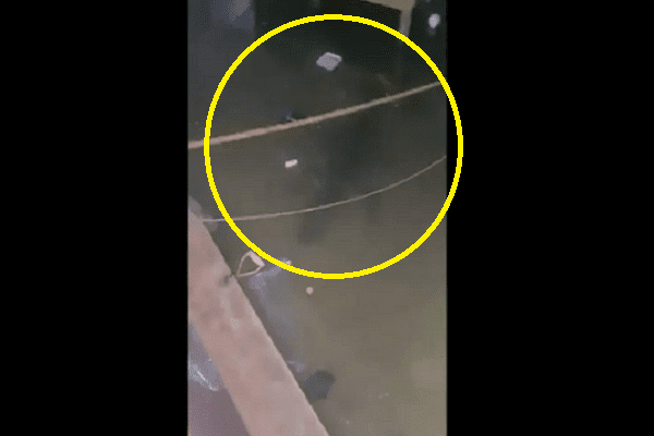 Cocodrilo se mete a nadar en casa de Tabasco anegada por lluvias #VIDEO